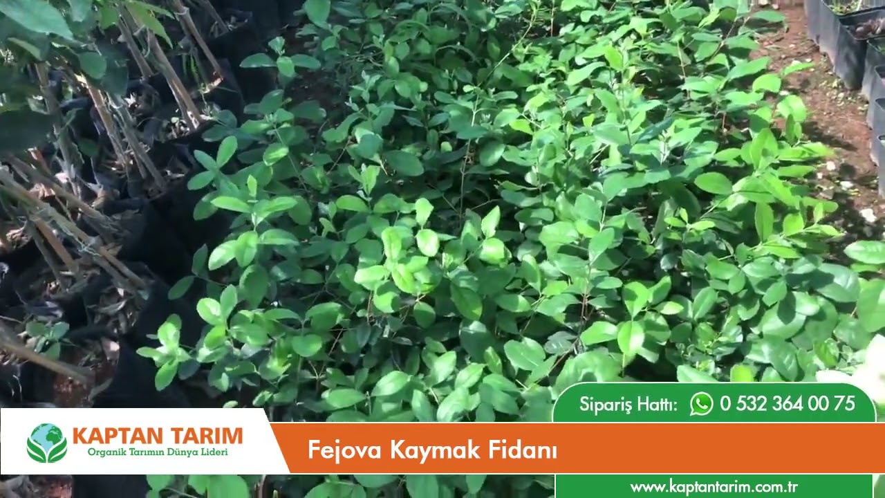Fejova Kaymak Fidanı