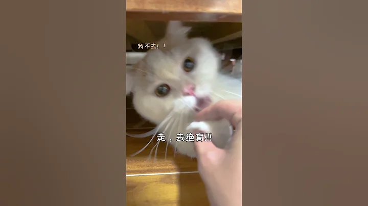 【菠蘿包的日常】怎麽有的小貓絕育了還想着小母貓？？？ - 天天要聞