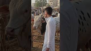 Australian Bell Giant #qurbani2026 #cow #cowvideos #ai #bull