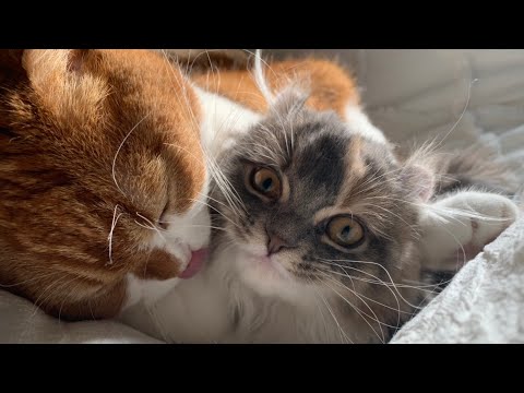 【感動】後輩子猫が先輩猫と仲良くなるまでのキセキ【アメリカンカール/スコティッシュフォールド】