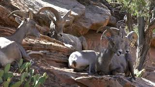 Stock Video - Bighorn Sheep Sitting In Shade