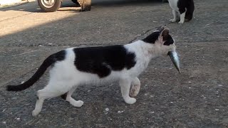 お魚くわえた野良猫追っかけて