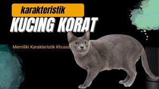 Characteristics of Korat Cats#cats#korat cats#characteristics of korat cats