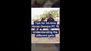 Understanding the Different Horse Gaits