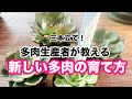 【第一弾】ストリクチフローラノヴァを育てるコツ