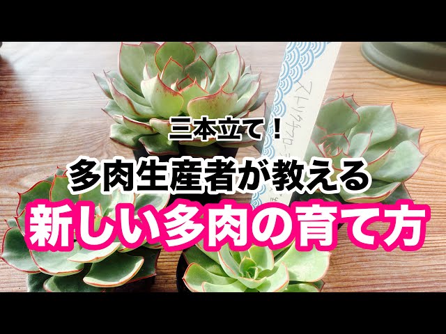Part 1] Tips for growing Strictiflora Nova - YouTube