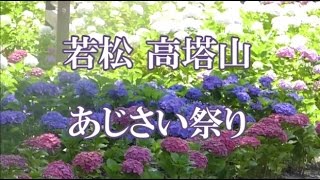 若松あじさい祭り21年の開催日程と開花状況と駐車場やシャトルバスは