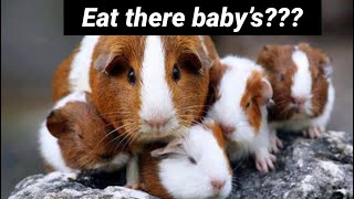 Do guinea pig eat there baby’s? by Wolftime plus guineapigs 68 views 3 years ago 1 minute, 16 seconds