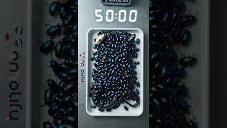 Nature’s Recycling Tech A Black Cobra’s 10‑Day Transformation in Stunning 4K