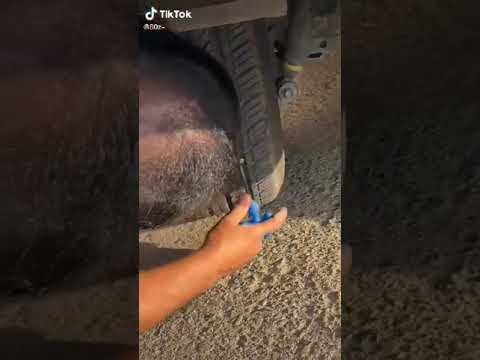 يا ريت دخل في ط ي ز ي ولا في العجل