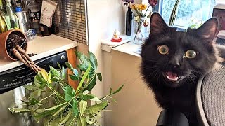 FUNNY CAT MEMES COMPILATION OF 2022 PART 27