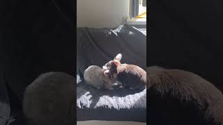 Positiv good morning vibes from Lissy & Chrissy #bunny