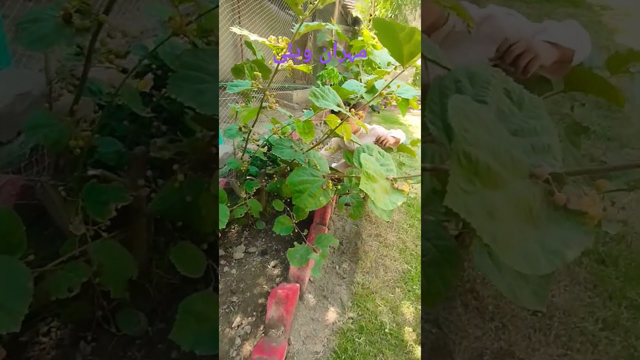 Falsa Plant || Mehran Valley || 