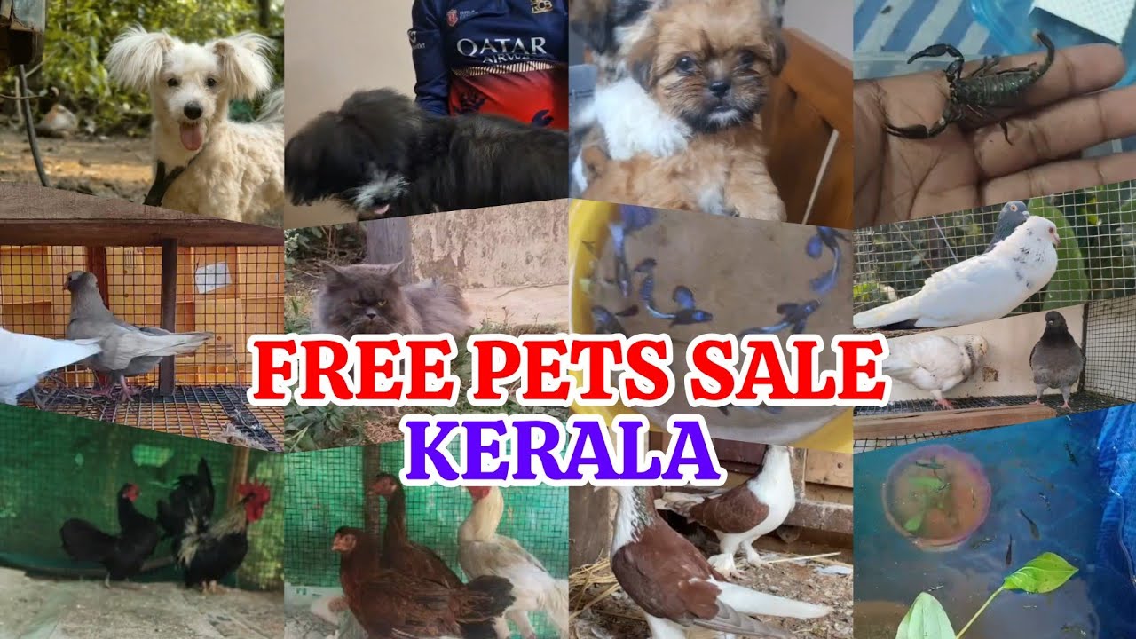 😍Free Pets Sale🤩Cat🤩Birds😌Dogs❤️hen💗fish💖low rate pets sale😘parava sale kerala😅new pets sale post🤑