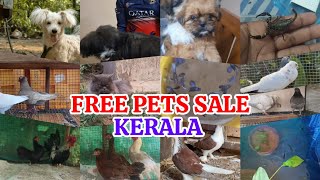 😍Free Pets Sale🤩Cat🤩Birds😌Dogs❤️hen💗fish💖low rate pets sale😘parava sale kerala😅new pets sale post🤑