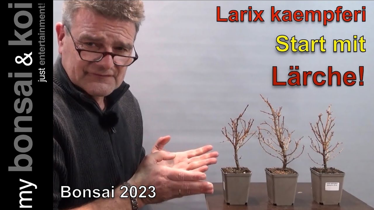 Bonsai 2023-22 - Start mit Lärche - drei Bäumchen, drei Wege - Bonsai für Anfänger!