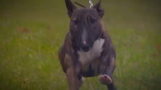 Bullyrun 2016 Korte Film Met From Friars Point Toppers