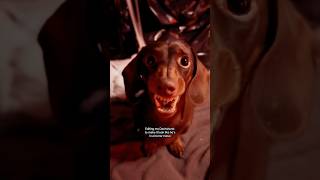 Editing My Dachshund Into A Horror Movie