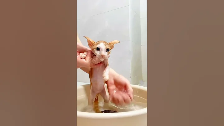 Video 9519181: bathing baby, love bath, cat cute funny