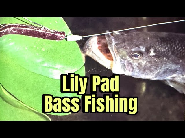 bass topwater fishing lure 6 Topwater Fishing Tips to Up Your Angling Game  Georgia Wildlife Blog
