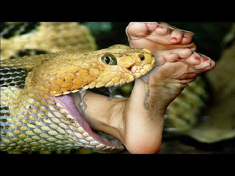 5 Shocking Snakebite Stories