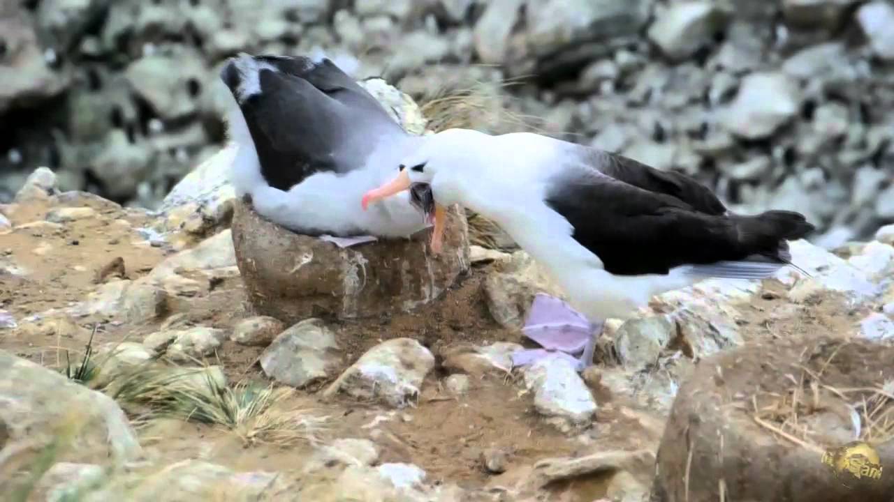 Black browed albatros - Albatros à sourcils noirs - Albatros de ceja