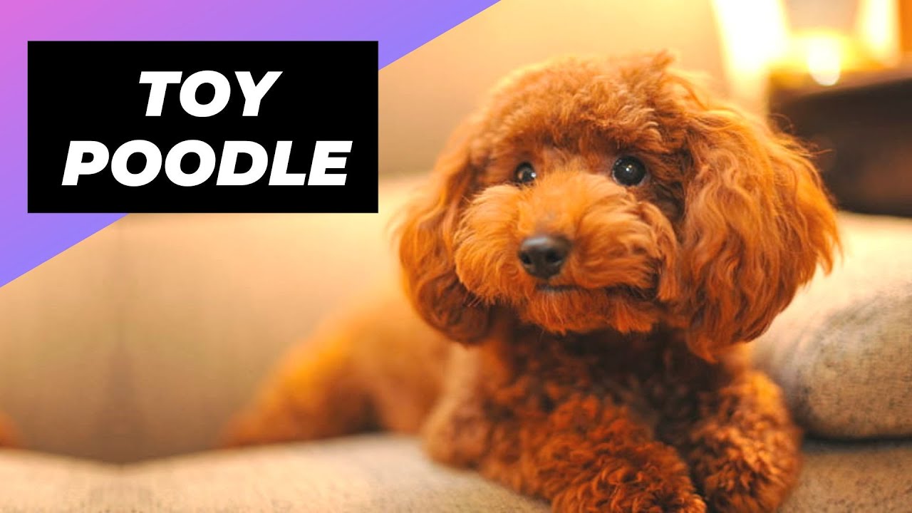 Toy Poodle Dog Breed