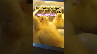 Download Lagu Telor entok#shorts MP3