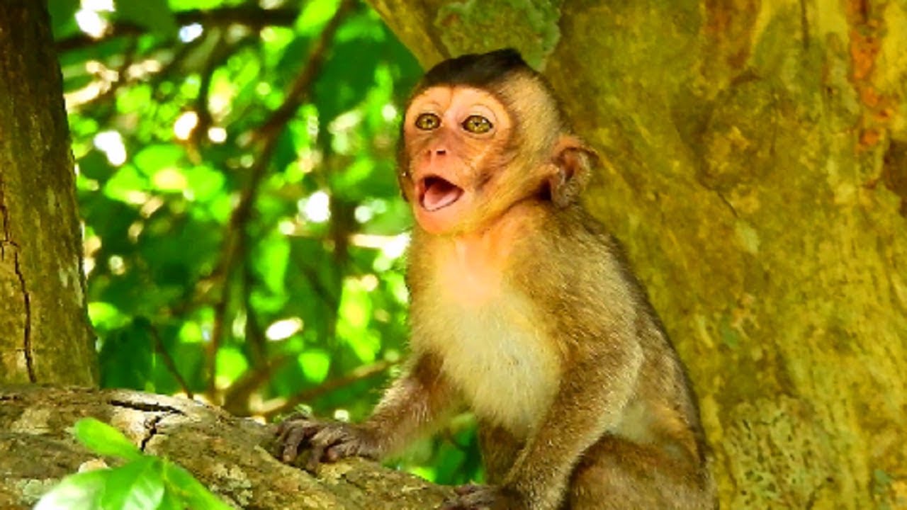 Poor baby lori calling mum when lost something or blind, So sad amari family 