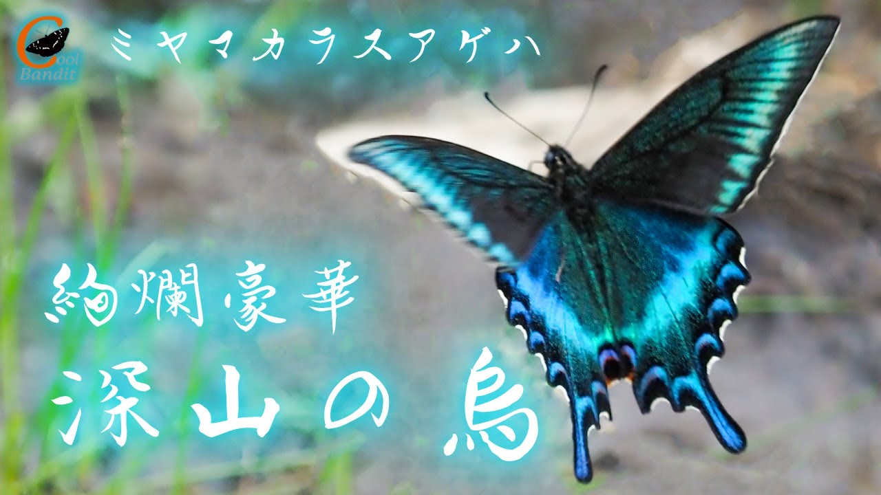 絢爛豪華・深山の烏】リモート昆虫採集、青く輝く美しきミヤマカラス