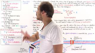 Gluconeogenesis (Steps 3-10) - Part II