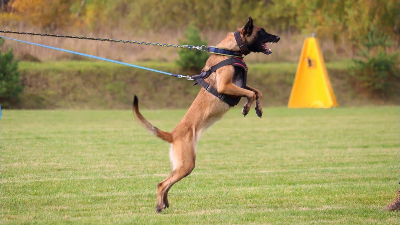 Мать и дочь. Vyatkins’ Chelsea & Vyatkins’ Naomi