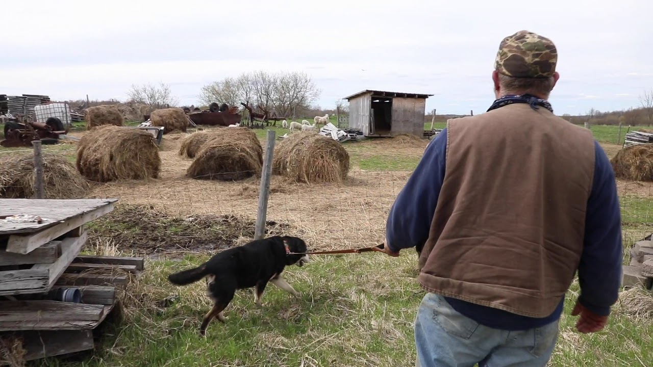 Wayward Collie Reunited: Rascal, wayward dog missing since March 25, has been found ...