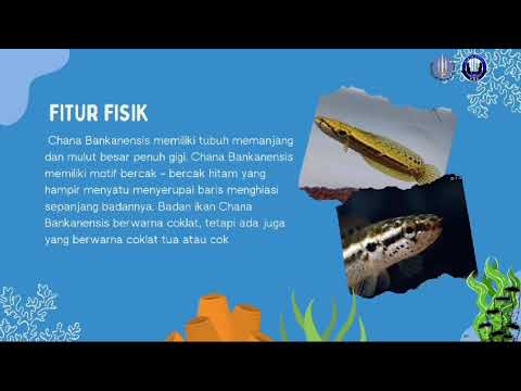 VIDIO PEMBELAJARAN: IKAN CHANA BANKANENSIS