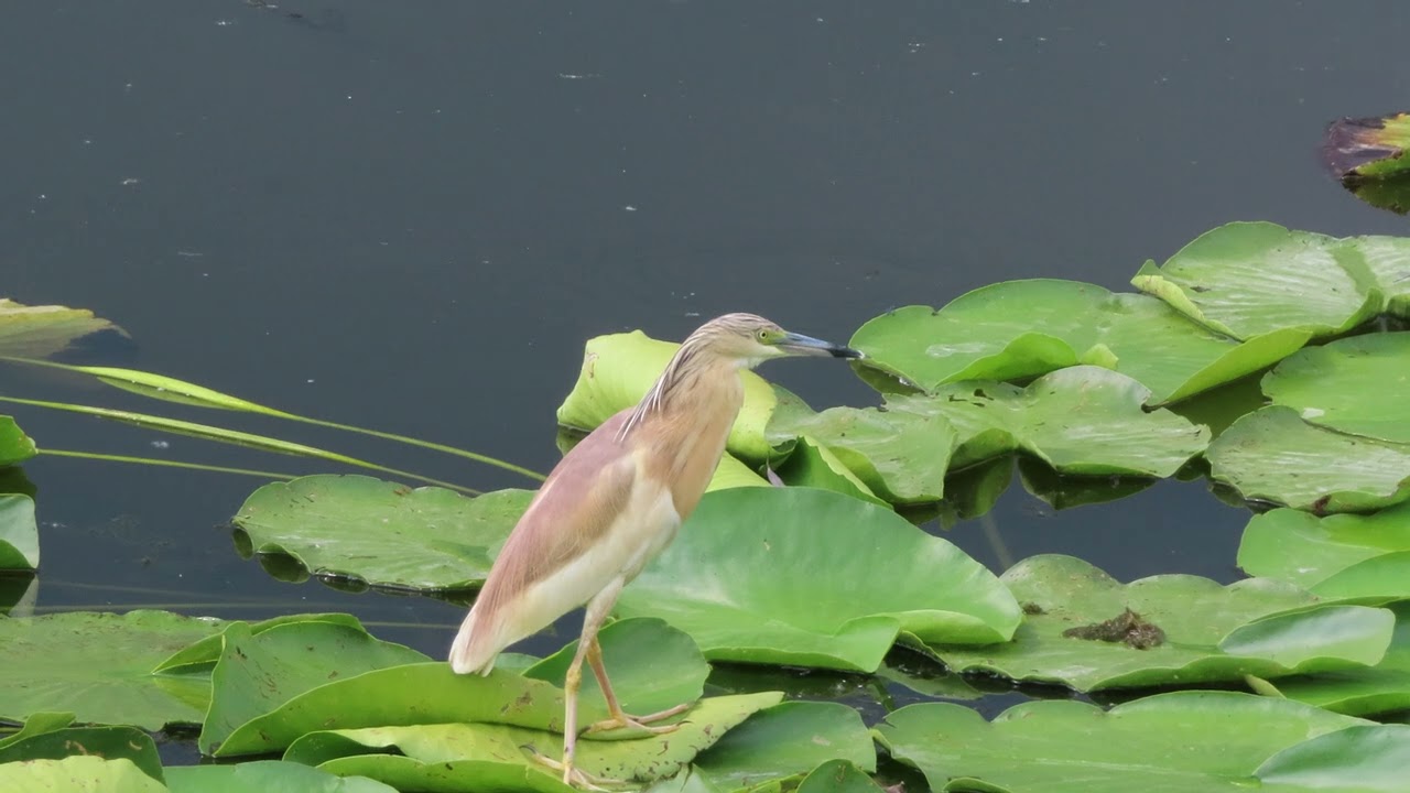 Squacco heron