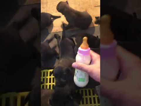 Video belgian malinois mexico puppy gluttonous - youtube