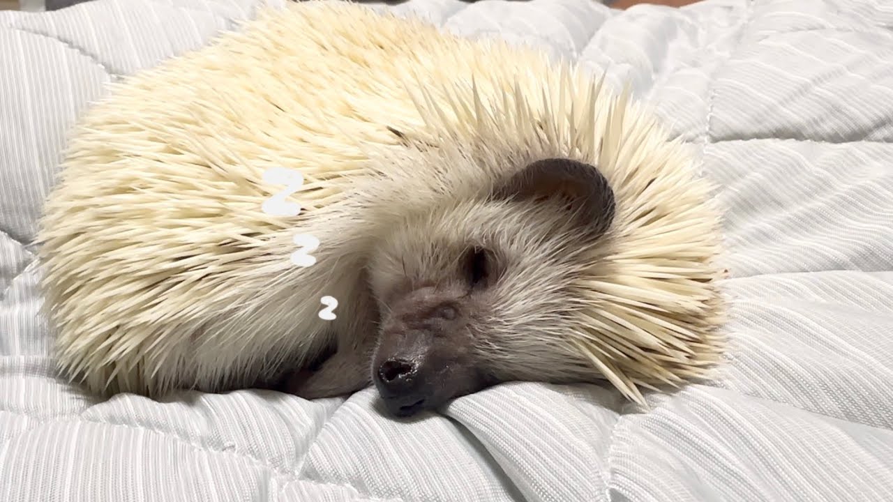A hedgehog snuggling and napping with Daddy - YouTube