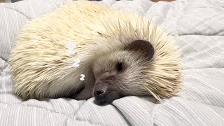 パパとぬくぬくお昼寝ハリネズミSnuggle Time with Daddy