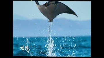 Những BÍ ẨN về loài CÁ ĐUỐI ngoài đại dương