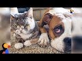 Dog Falls In Love With Very Special Cat - WILLOW & ELLA | The Dodo