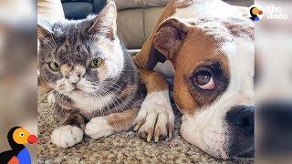 Dog Falls In Love With Very Special Cat - Willow & Ella The Dodo