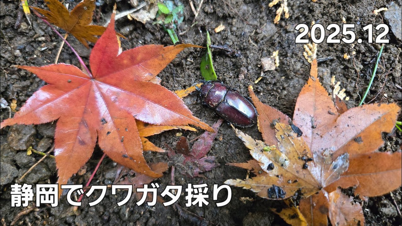 静岡でクワガタ採り