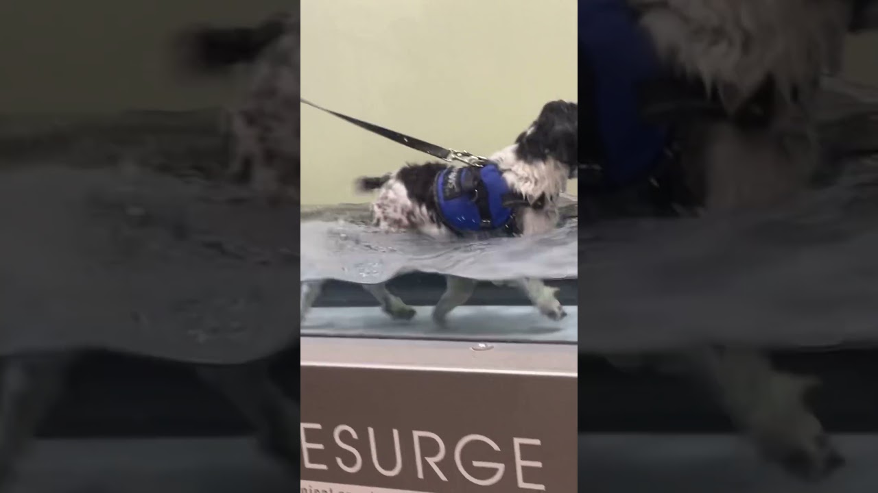 Clover recovering from an FHO procedure