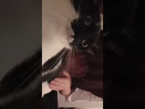 It is difficult to get food these days 😭🙏 #shorts #cat