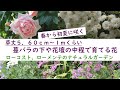 【草丈５～６０ｃｍから1メートルくらい】／《蔓バラの下や花壇中央で育てる花》ローコスト・ローメンテのナチュラルガーデン
