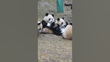 Ultimate Cuteness Overload! Baby Panda