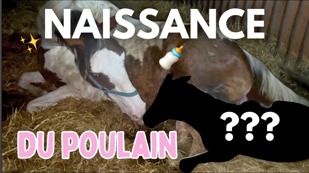 LE PREMIER POULAIN 2026 EST ARRIVÉ 🍼🐴 (et j'en suis fan ! 🥹)