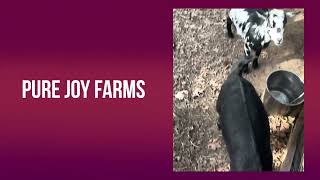 Shays Goat Introduction Thanks For Being Here And Supporting Small Family Farms.