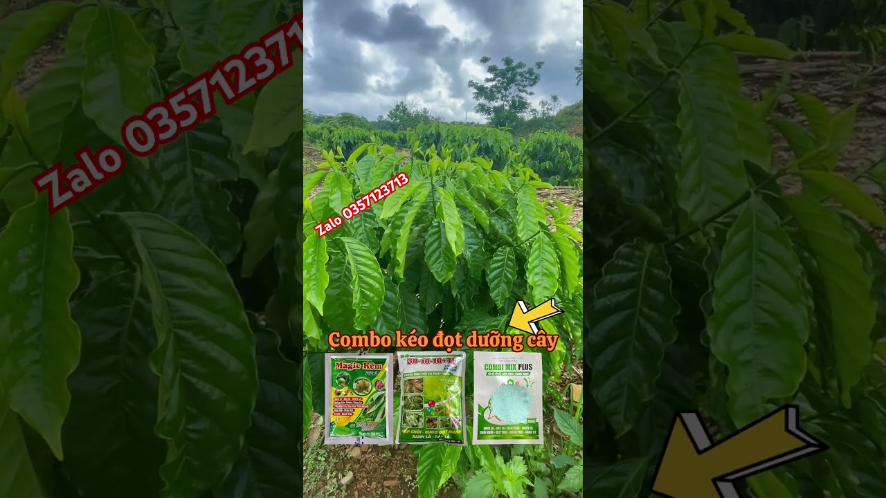 Combo phân bón kéo đọt 