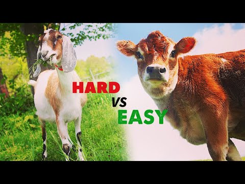 Video: How To Raise Livestock